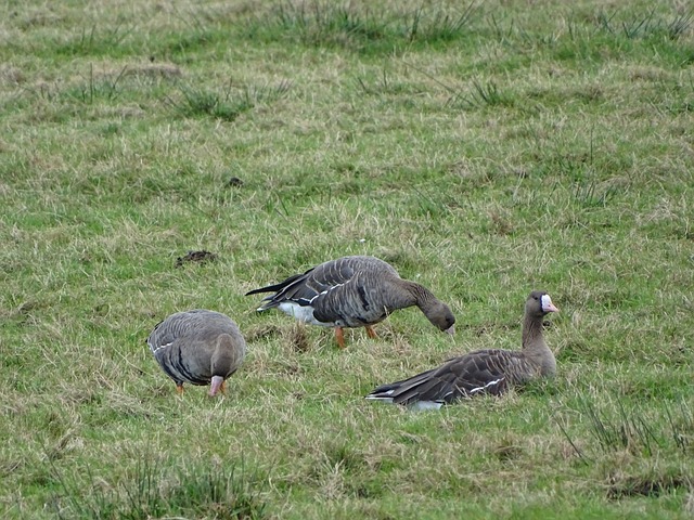 熱刺的引援 熱刺的引援